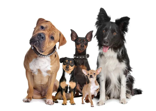 Avvio microchippatura gratuita e iscrizione all'Anagrafe Canina  per il giorno 16 novembre 2026